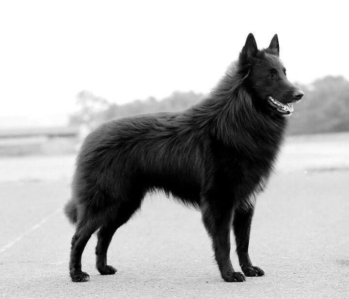 belgian sheepdog