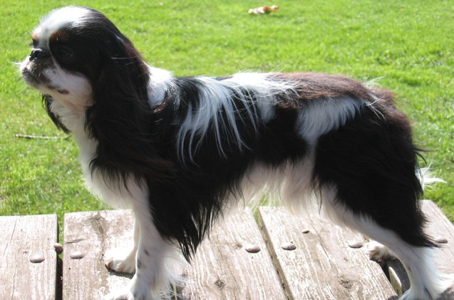 english toy spaniel