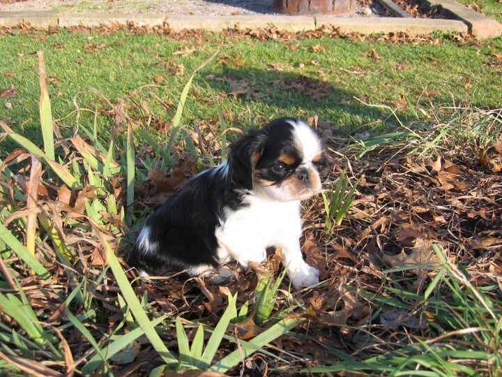 english toy spaniel