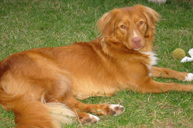 nova scotia duck tolling retriever