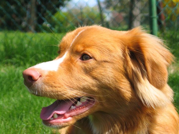 nova scotia duck tolling retriever