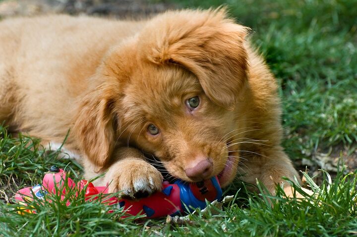 nova scotia duck tolling retriever