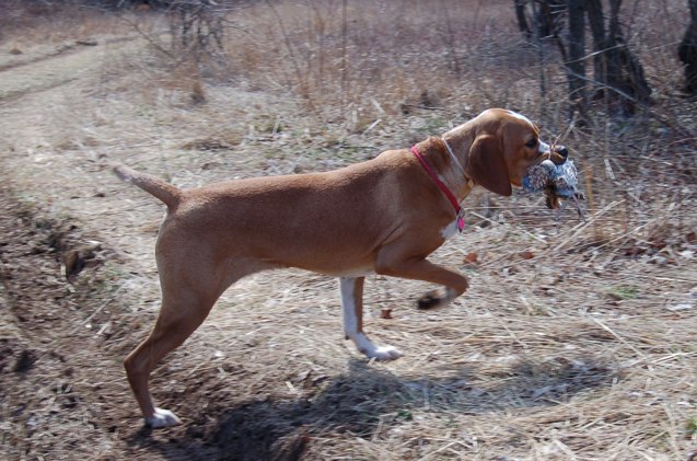 portuguese pointer