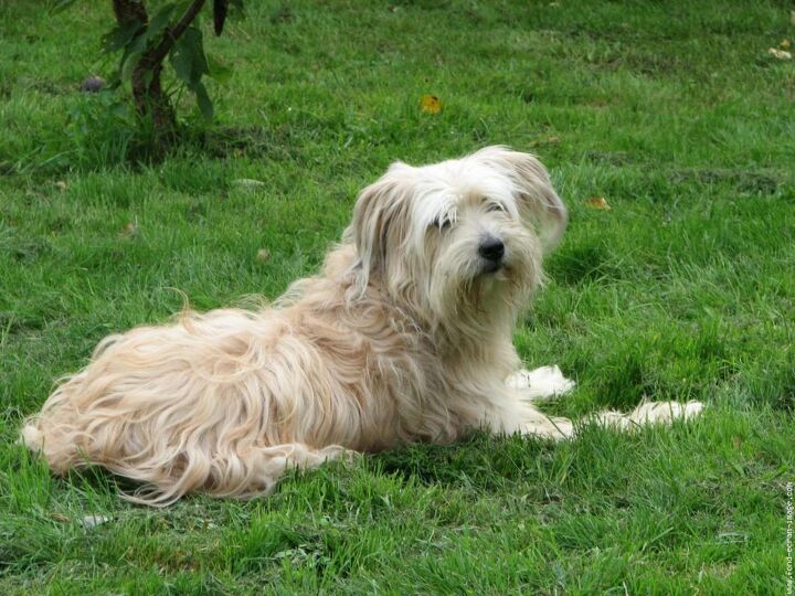 pyrenean shepherd