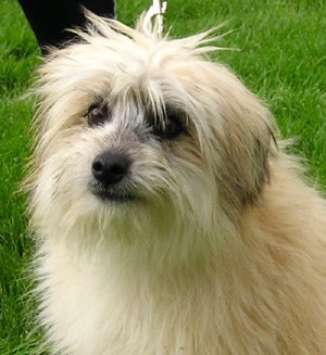 pyrenean shepherd