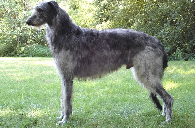 scottish deerhound