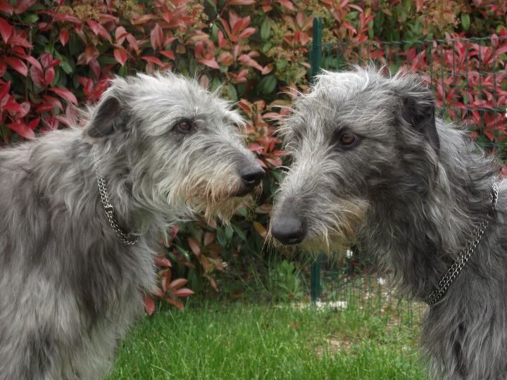 scottish deerhound