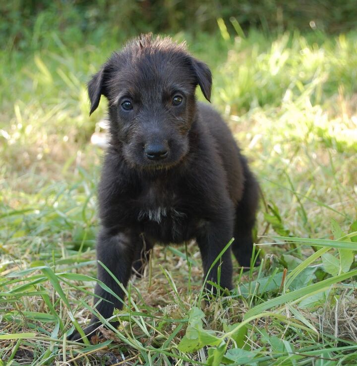 scottish deerhound