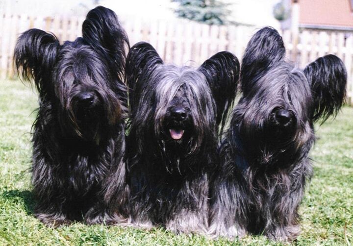 skye terrier