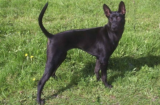 thai ridgeback