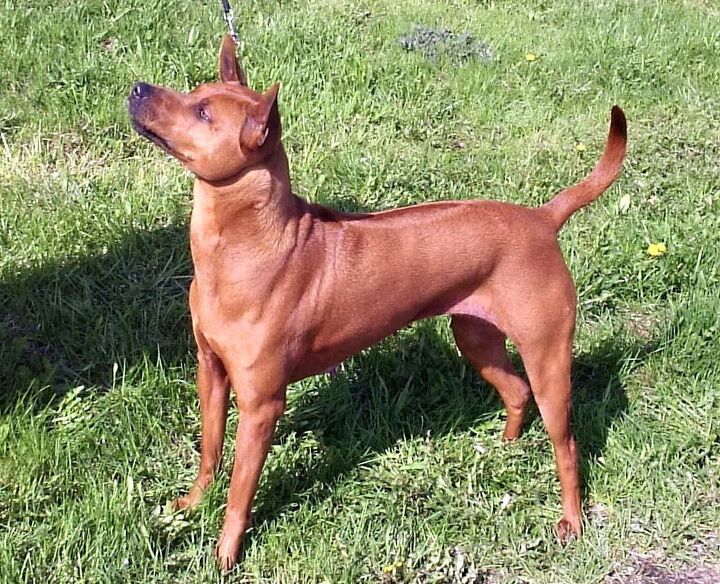 thai ridgeback