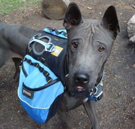 thai ridgeback