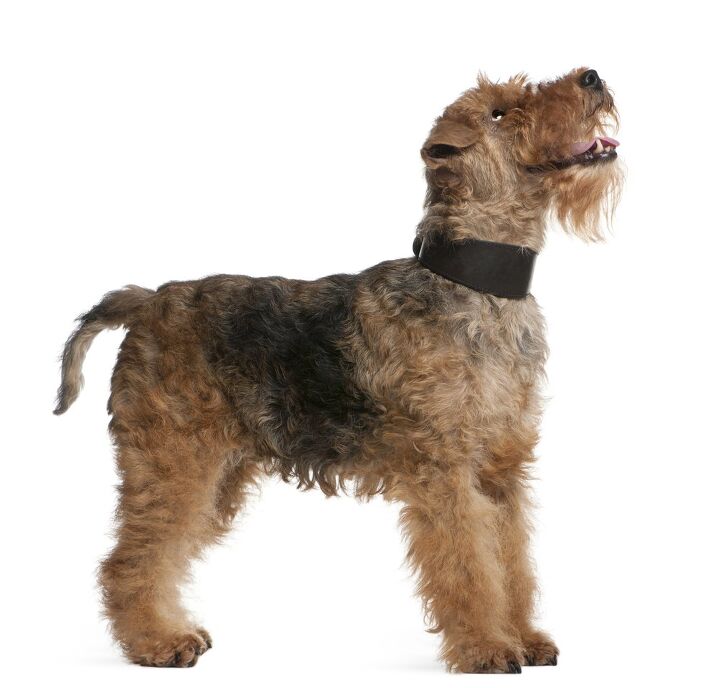 welsh terrier