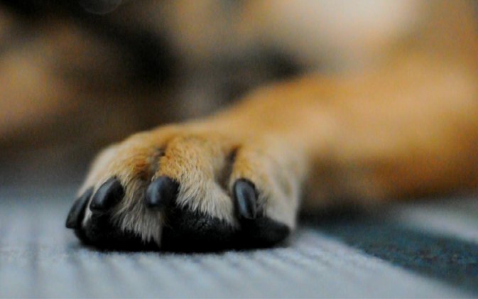 how to trim dog nails for a perfect pooch pedicure