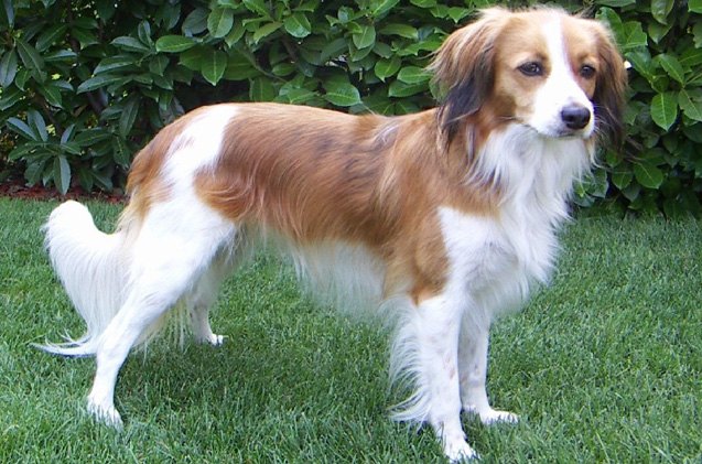 kooikerhondje