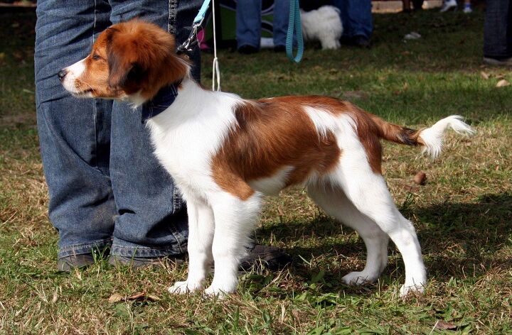 kooikerhondje