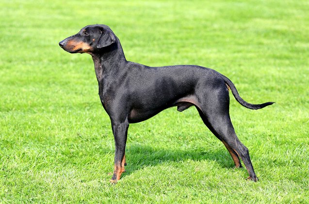 manchester terrier