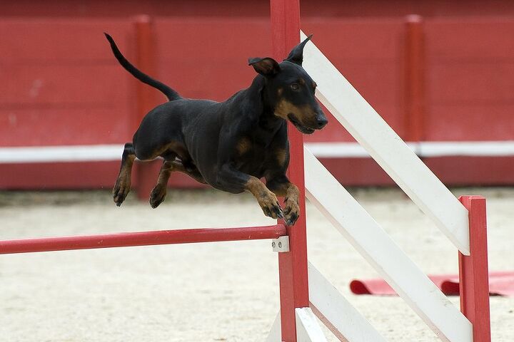 manchester terrier