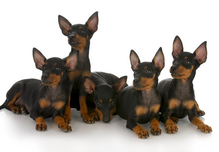 manchester terrier