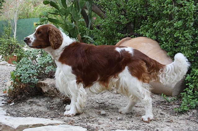 welsh springer spaniel