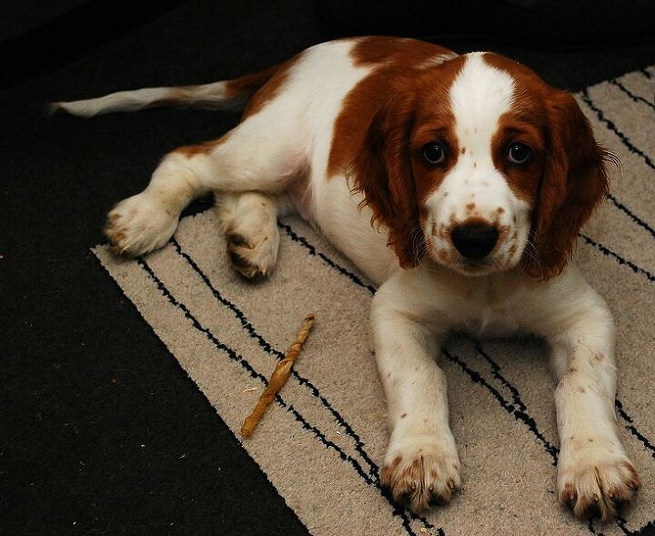 welsh springer spaniel