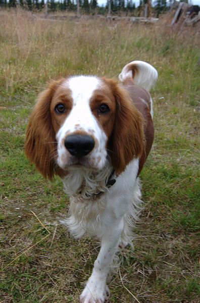 welsh springer spaniel