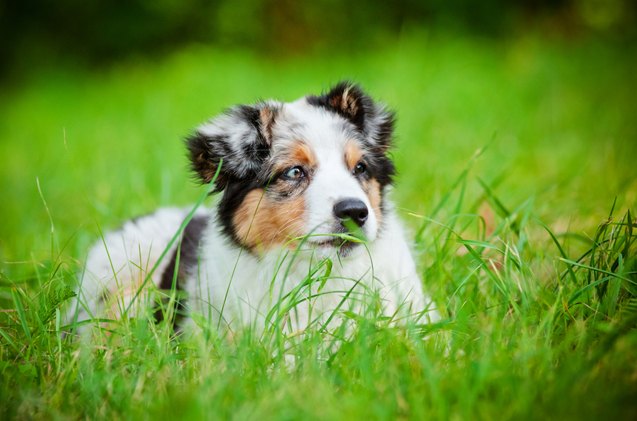 top 10 awwww inducing cute dog names