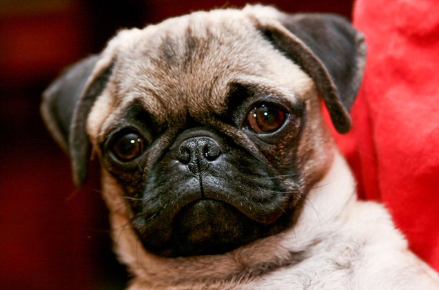 top 10 awwww inducing cute dog names