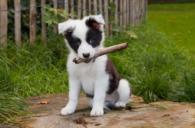 top 10 awwww inducing cute dog names