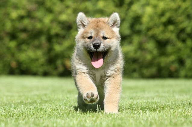 top 10 awwww inducing cute dog names