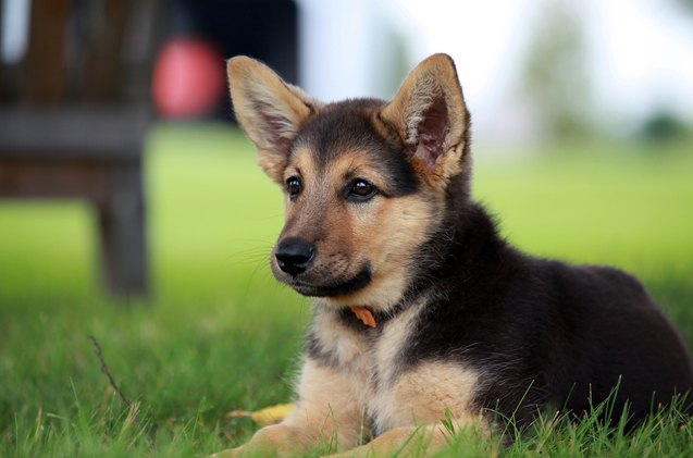 top 10 awwww inducing cute dog names