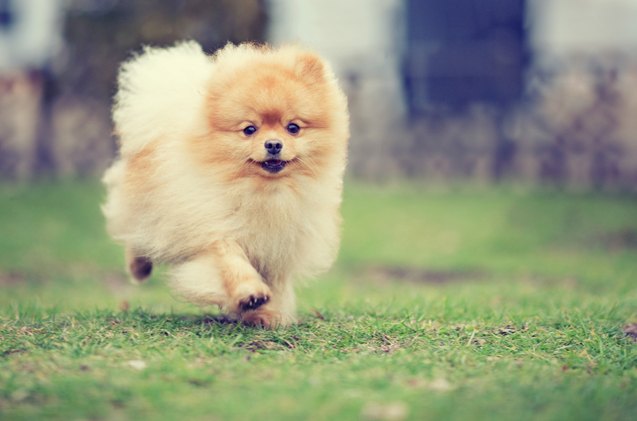 top 10 awwww inducing cute dog names