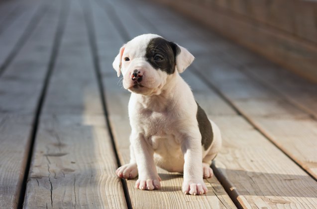 top 10 awwww inducing cute dog names