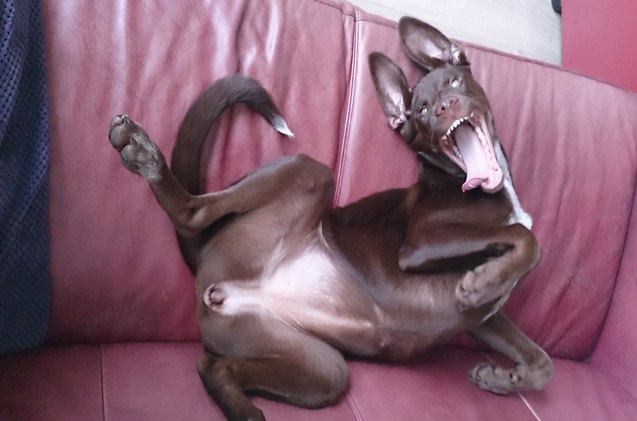 upside down dog of the week dot dot dash