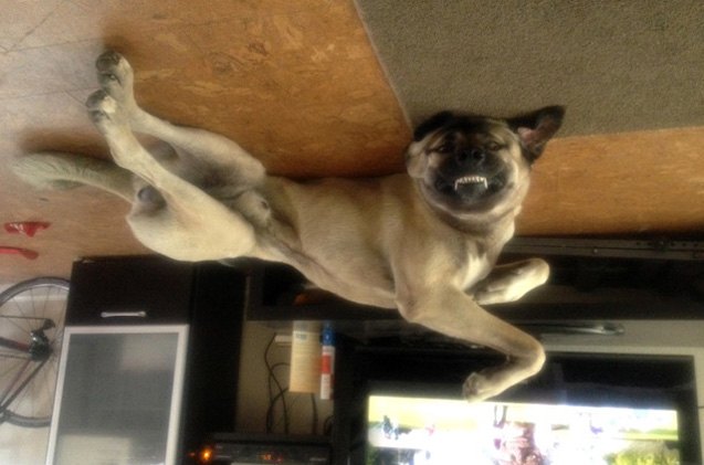 upside down dog of the week razi