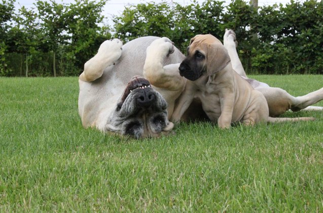 upside down dog of the week poppy