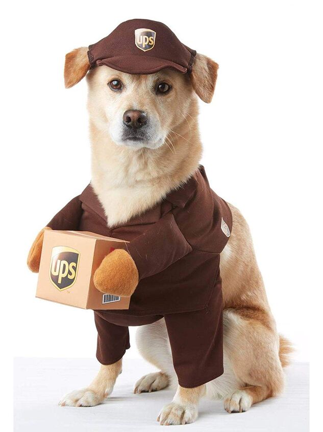 best cute dog halloween costumes