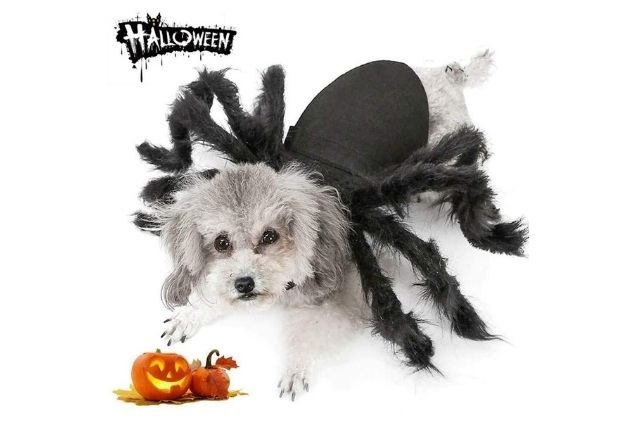 best cute dog halloween costumes