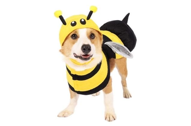 best cute dog halloween costumes