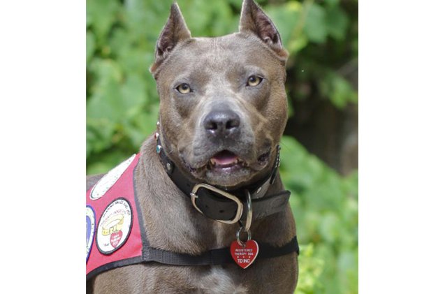 pitbull named top american hero dog at the 2013 american humane