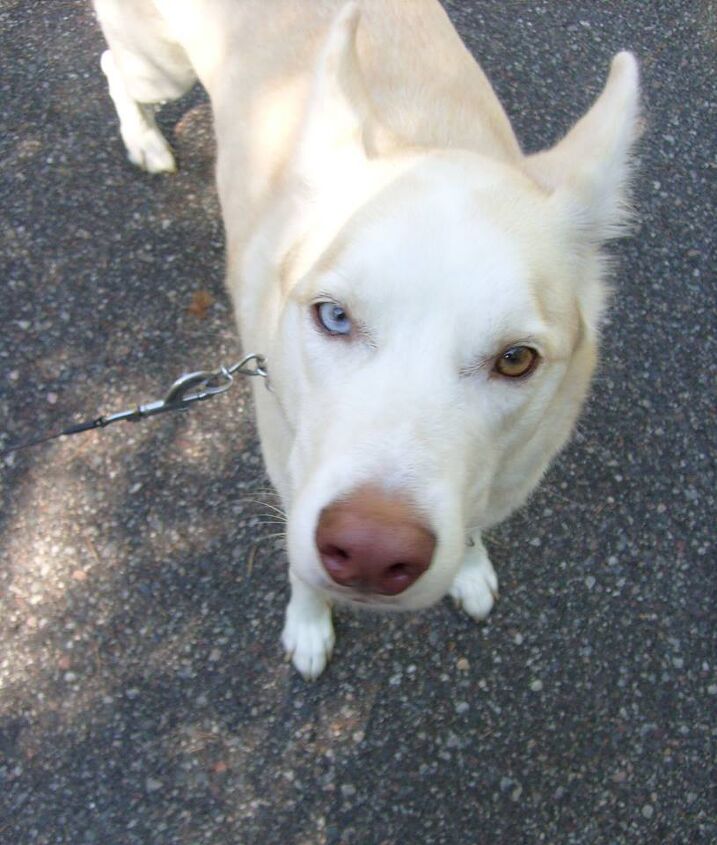 codys blend homemade dog food recipe