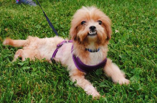 adoptable dog of the week wicket