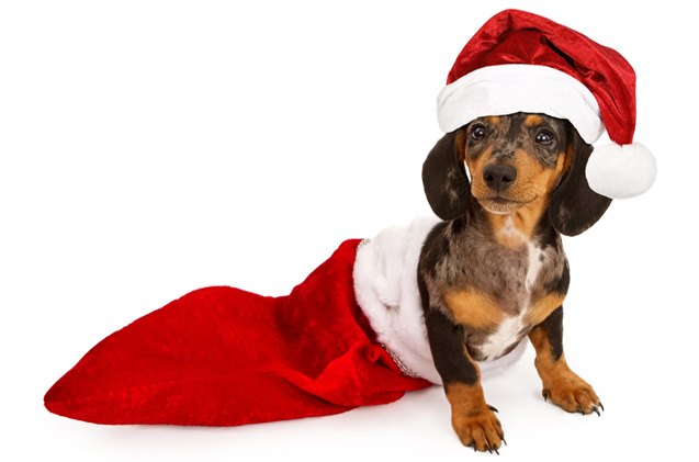 top 10 stocking stuffers for dogs