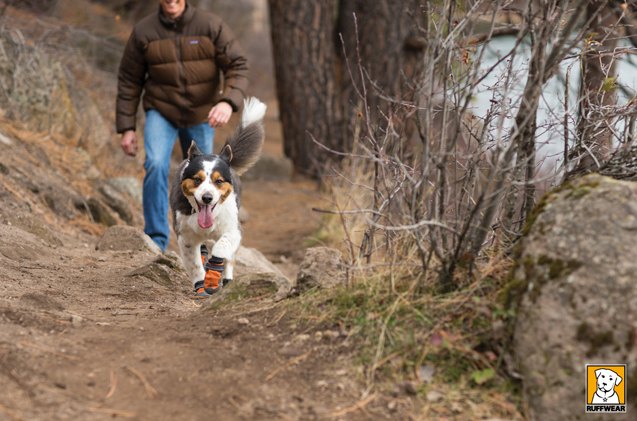 top 10 stocking stuffers for dogs