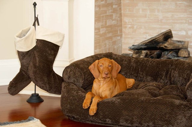 top 10 comfy dog beds