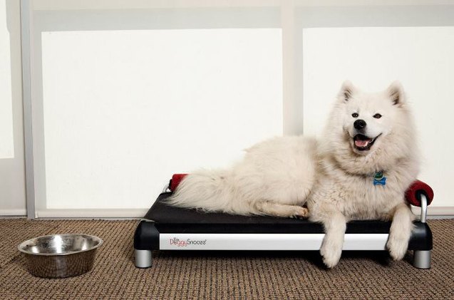 top 10 comfy dog beds