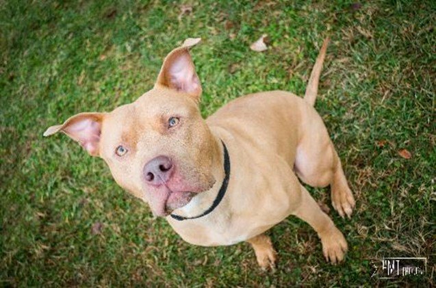 adoptable dog of the week simon