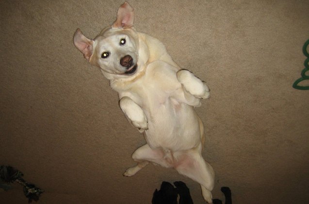 upside down dog of the week gracie