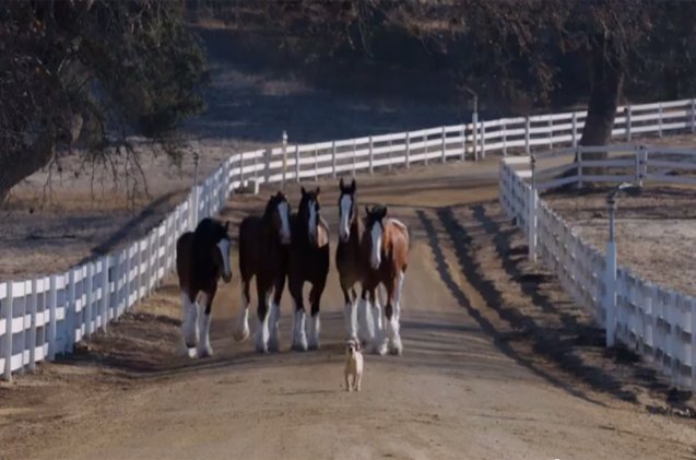 budweiser super bowl puppy love is the most adorable ad ever vi