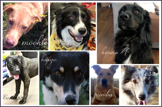 shelter spotlight hulls haven border collie rescue